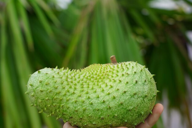 Close-up of green fruit on plant