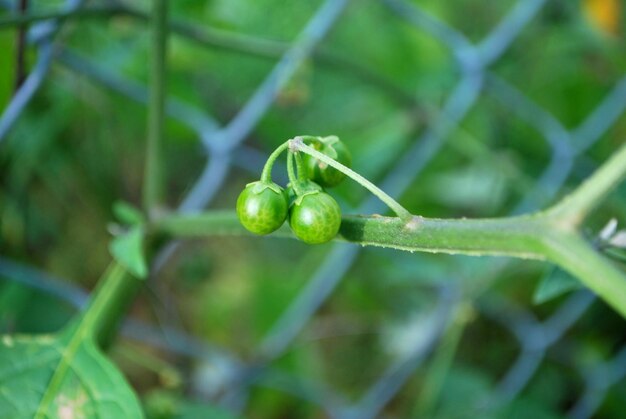 Close-up of green fruit on plant