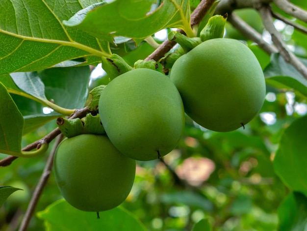 Close-up of green fruits growing on tree