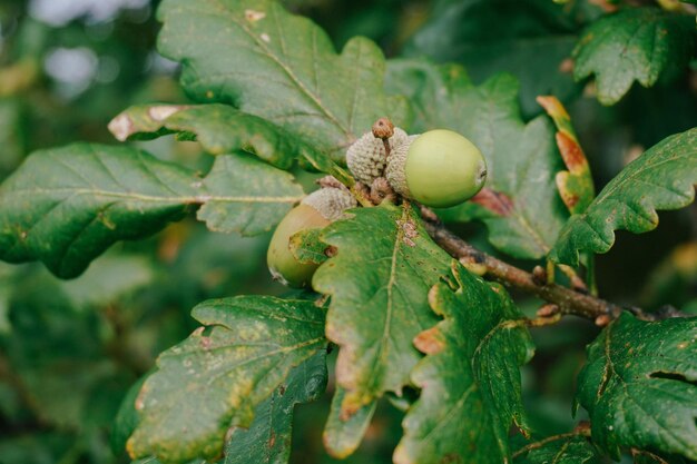 Photo close-up of green fruits on tree