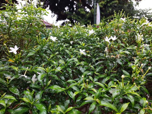 Close up green gardenia jasminoides gardenia cape jasmine cape
jessamine danh danh jasmin with natural background