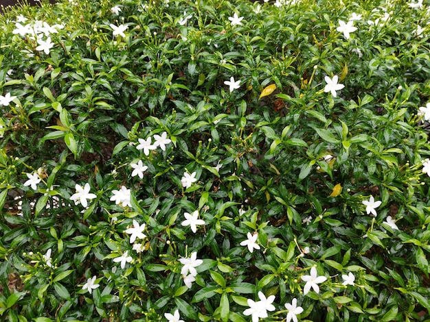 Крупным планом зеленый Gardenia jasminoides гардения мыс жасмин мыс жасмин дань дань жасмин с естественным фоном