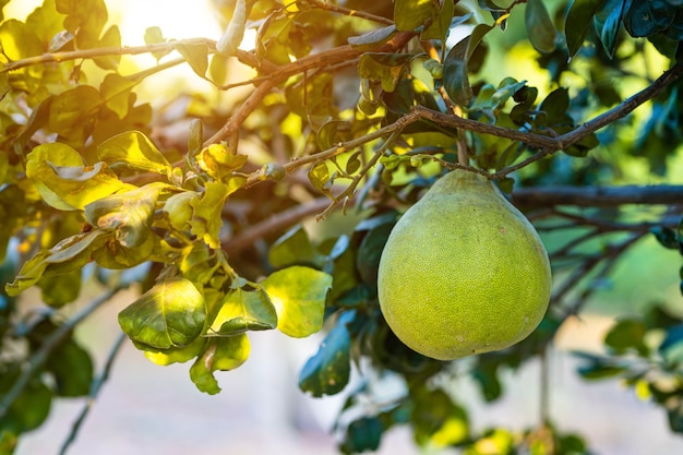 Close up of green grapefruit grow on the grapefruit tree in a garden background harvest citrus fruit thailand