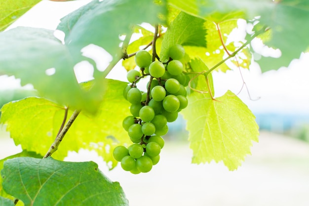 Close-up of green grapes growing in vineyard