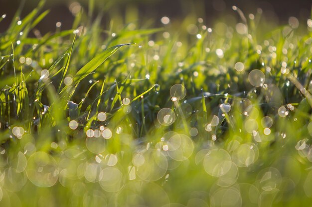Close up of green grass blades with water droplets