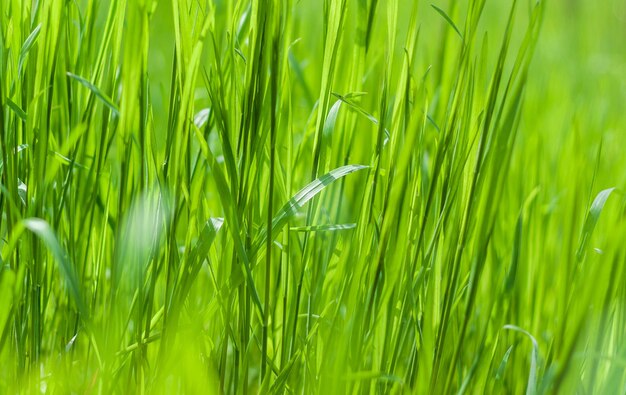 Close up of a green grass field