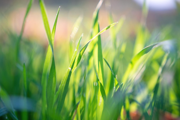 Close up of the green grass lawn and autumn foliage with sun beam, soft focus, copy space.