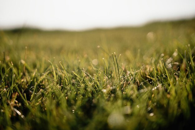 Close up of the green grass lawn with sun beam soft focus copy space