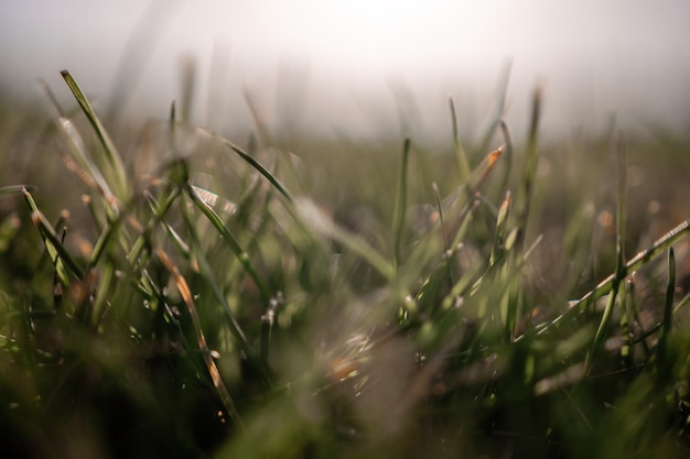Close up of the green grass lawn with sun beam soft focus copy space