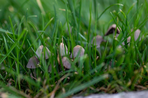 close-up in the green grass small gray mushrooms