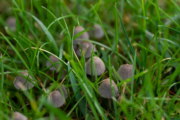 close-up in the green grass small gray mushrooms