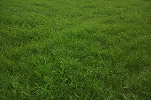 Photo close up of a green grass texture