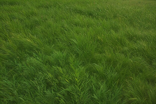 Photo close up of a green grass texture