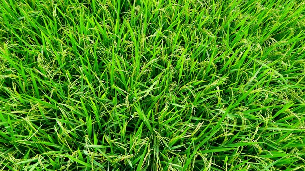 A close up of a green grass that has been cut in half.