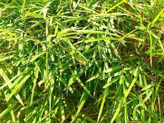 A close up of a green grass that has been cut into several sections.