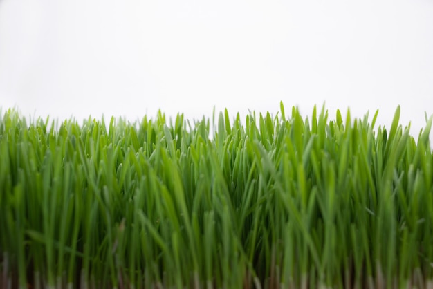 Крупным планом зеленая трава на белом фоне. Скопируйте пространство.