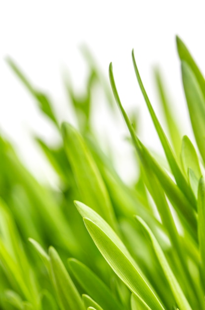 Close-up of green grass on white