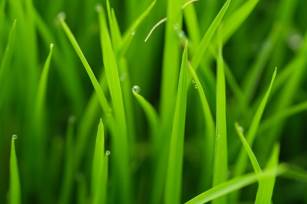 A close up of a green grass with dew drops on it.