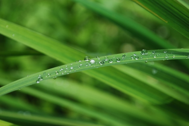 A close up of a green grass with water droplets on it