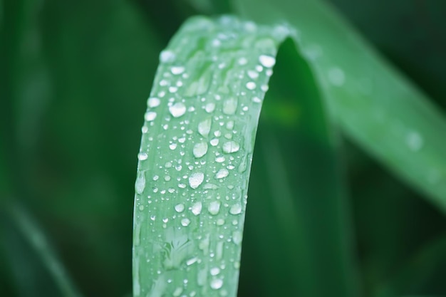 早朝に水滴で緑の草のクローズアップ