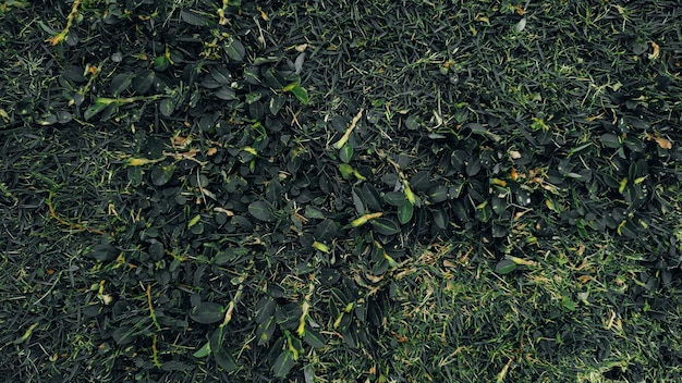 A close up of a green grass with the word " green " on the bottom.