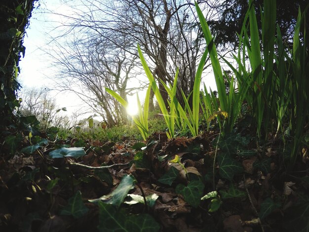 Photo close-up of green grass