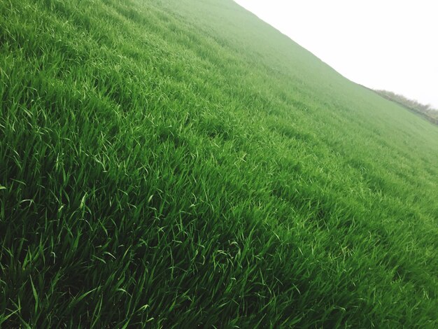 Close-up of green grass