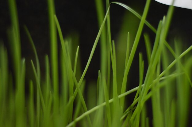 Foto prossimo piano dell'erba verde