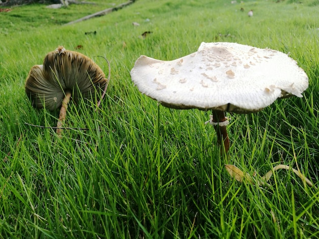 Foto prossimo piano dell'erba verde