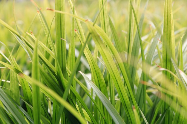 Close up of green grass