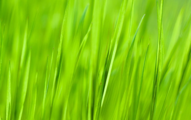 A close up of a green grass