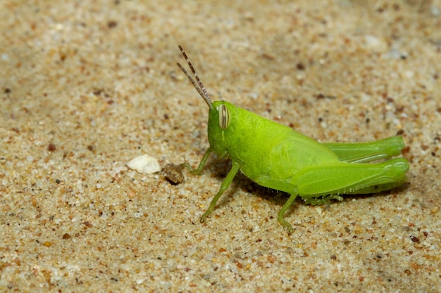 Крупным планом зеленый кузнечик - красивое животное-насекомое на песке