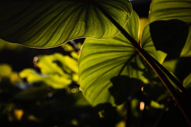 Close up green Homalomena Rubescen leaves Sunshine through green leaves nature spring