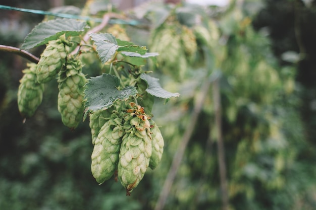 Photo close-up of green hops growing outdoors