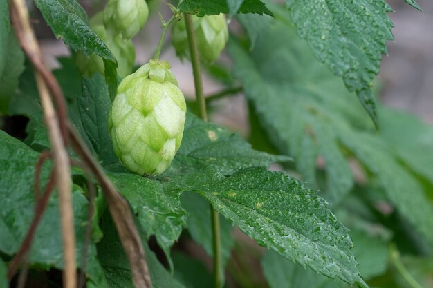 Close up of green hops leaves and cons, nature background