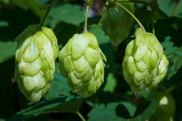 Close up of green hops leaves and cons, nature background