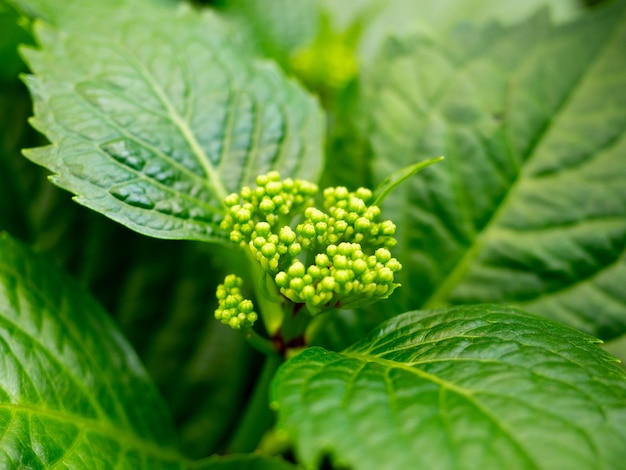 緑のアジサイの葉のクローズアップ。花は開花の準備をしています