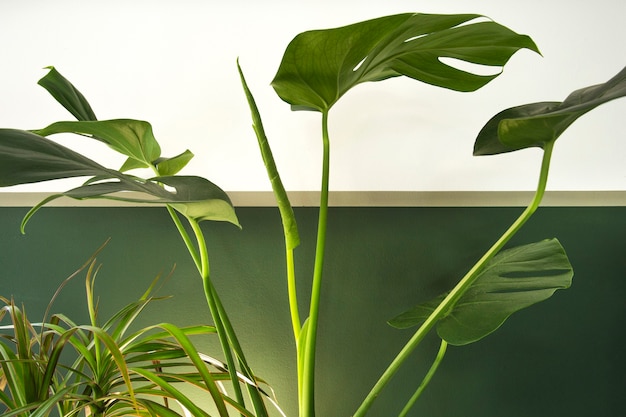 Close up of green indoor house plant on white and green wall minimal style interior decoration with ...