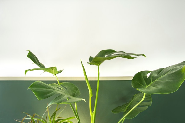 Close up of green indoor house plant on white and green wall minimal style interior decoration with ...