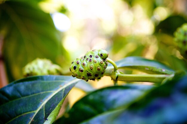 Close-up of green insect on flower