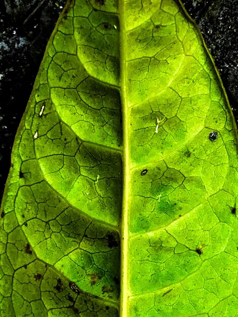 Close-up of green insect on leaf