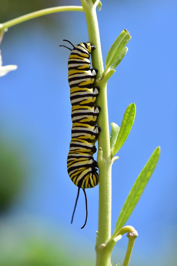 Photo close-up of green insect on plant