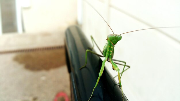 Foto close-up di un insetto verde sulla ringhiera