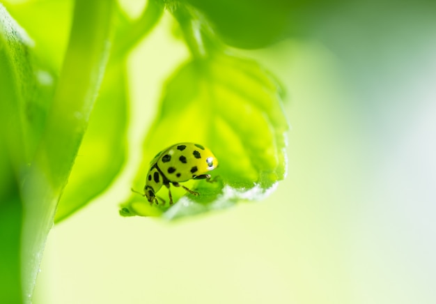 緑の昆虫のクローズアップ