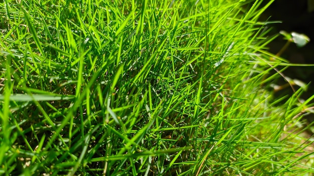 Close up of green japanese grass