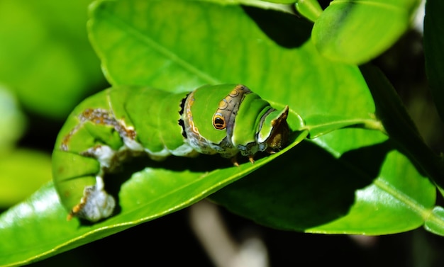 close up of a green King Page Swallowtail Caterpillar in sunlight