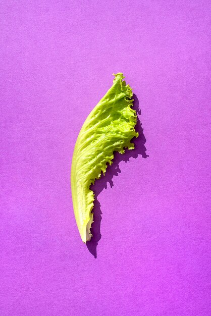 Close-up of green leaf against purple background