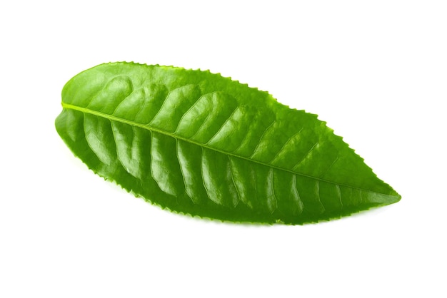  ⁇  배경 에 녹색 잎 의 클로즈업