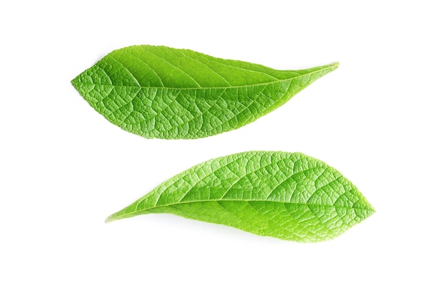  바탕 에 있는 초록색 잎 의 클로즈업