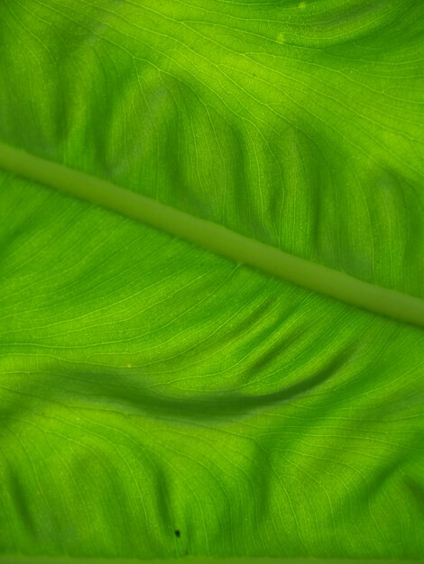 Close up green leaf background